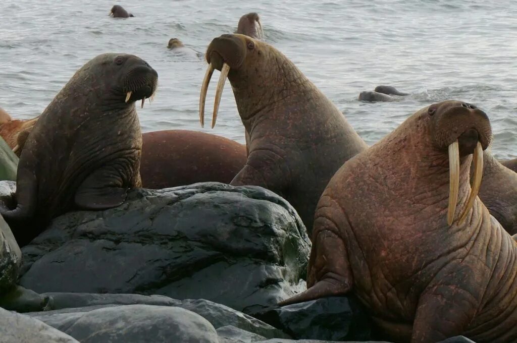 Остров преображения в море лаптевых. Енисейские моржи красноярск. Логотипы клубов моржей. Южный берег моря лаптевых. Атлантический морж.