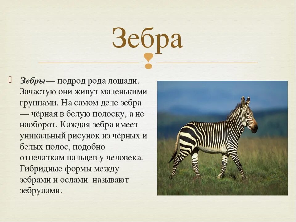 Текст про а4. Текст про животных. Рассказы о животных. Описание животных. Факты о зебре.