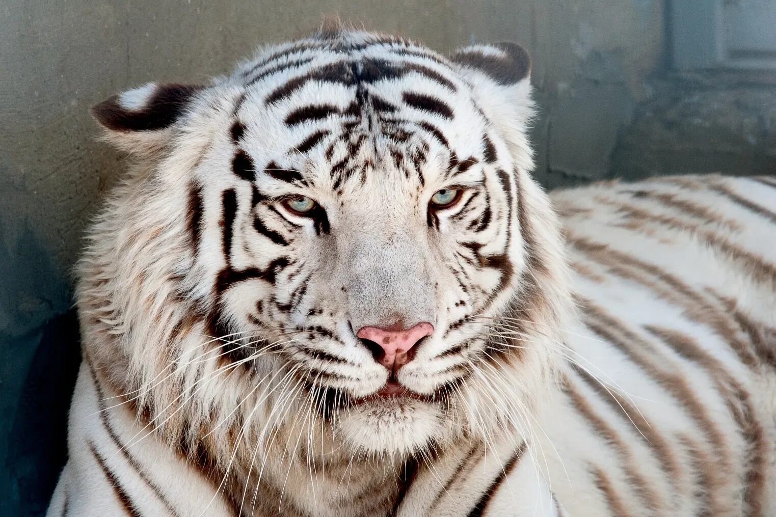 Какой тигр белый. Белый бенгальский тигр. Белый тигр и бенгальский тигр. Белый тигр Мохан. Бенгальский тигр фото.