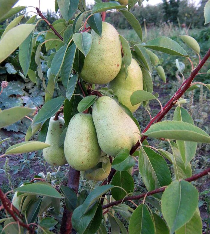 День груши 4 июля картинки. Груша v2. Сорт груши сварог. Бельгийская груша. Привезли груши.