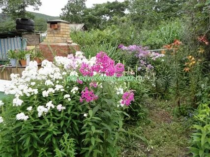Флоксы расстояние посадки