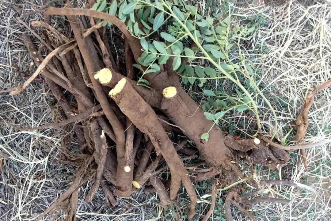 Корень солодки (Licorice roots). Корень лакрицы. Сладкий корень. Корень лакричника
