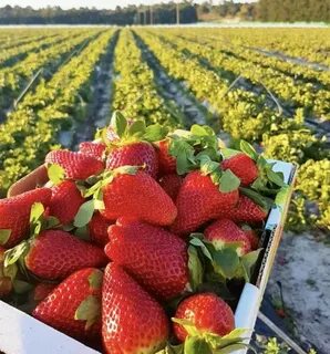 Strawberry picking