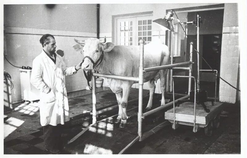 Ученые ветеринарной медицины. Ветеринария 19 века в россии. Ветеринария 20 века в россии. Стерилизация в ветеринарии это. Профессия врач ветеринар.