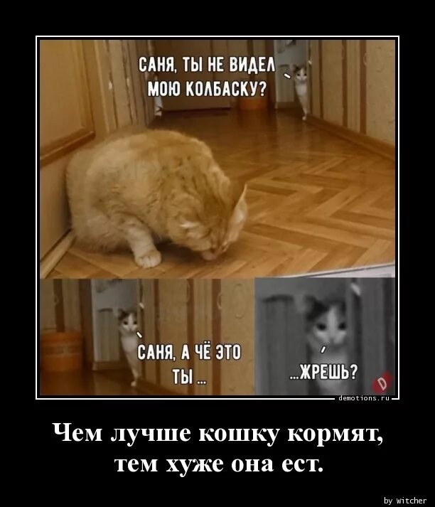 Саня Открой кот. Саня Мем кот. Прикол Саня Открой про кота. Мемы про Саню с котами.