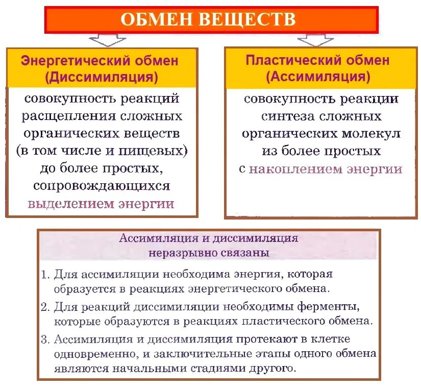 Пример процесса ассимиляции в организме человека. Обмен веществ пластический обмен энергетический обмен. Этапы обмена веществ энергетический обмен и пластический обмен. Обмен веществ обменные процессы в организме конспект. Процессы пластического и энергетического обмена.