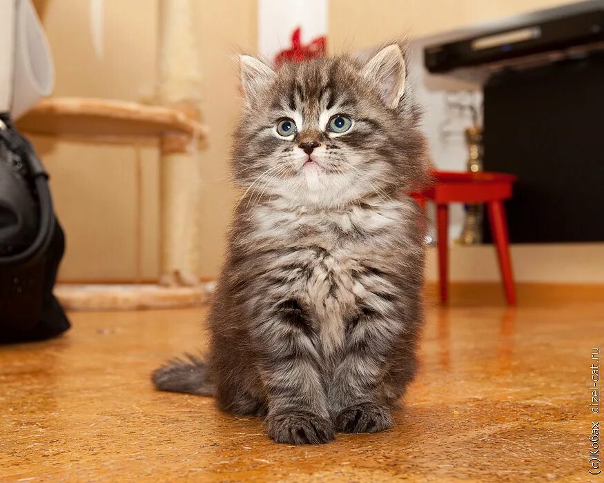 Купить кошку в москве. Сибирские котята. Котята сибирской породы. Котенок Сибиряк. Сибирские котята и коты.