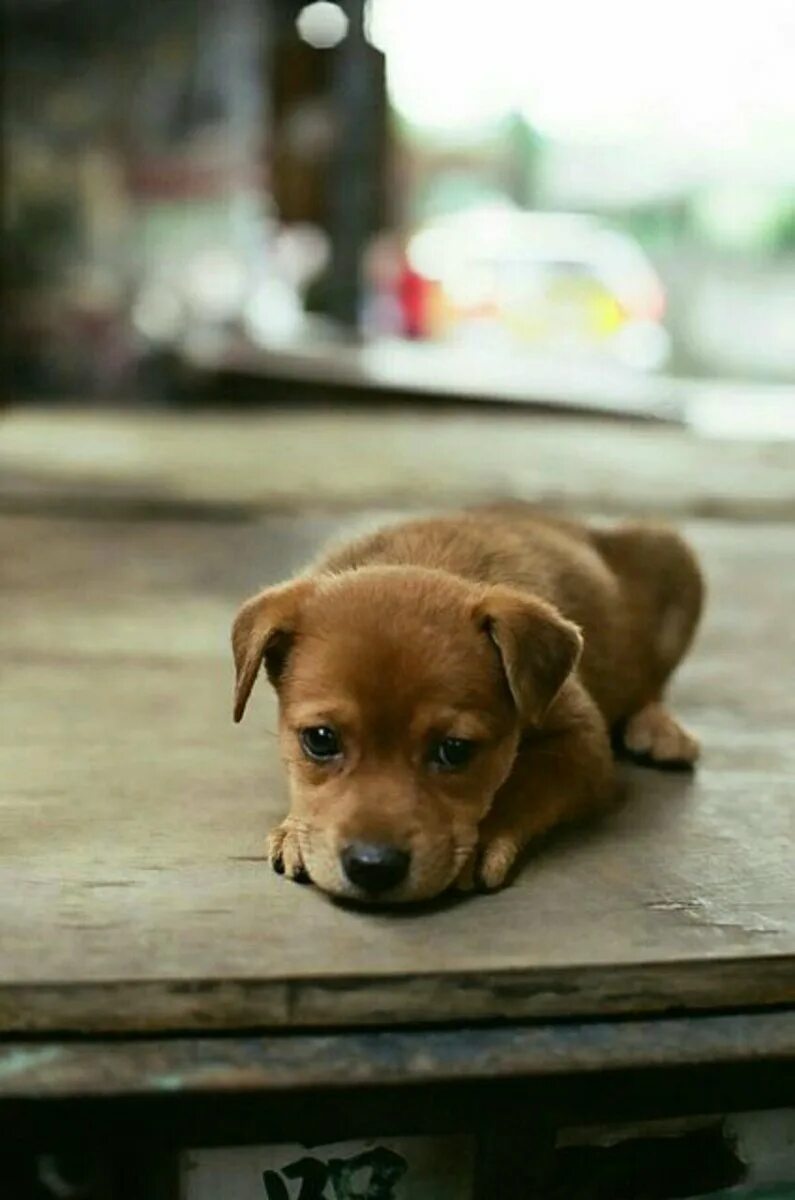Жалок фото. Грустный щенок. Милые щенки. Маленький грустный щенок. Про маленького щенка.