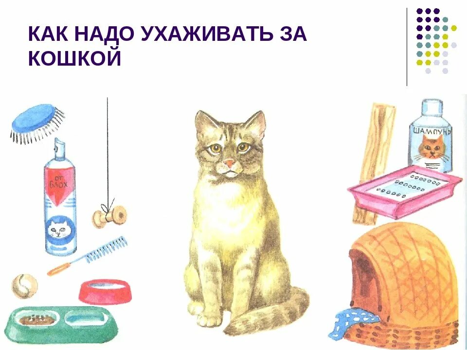 Предметы для ухода за кошкой. Предметы для ухода за животными. Предметы для ухода за животными живого уголка. Предметы ухода за кошкой. Предметы для ухода за животными живого уголка 1.