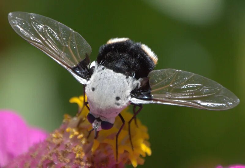 Bee fly. Black-tailed Bee Fly. Bee Fly Cycle.