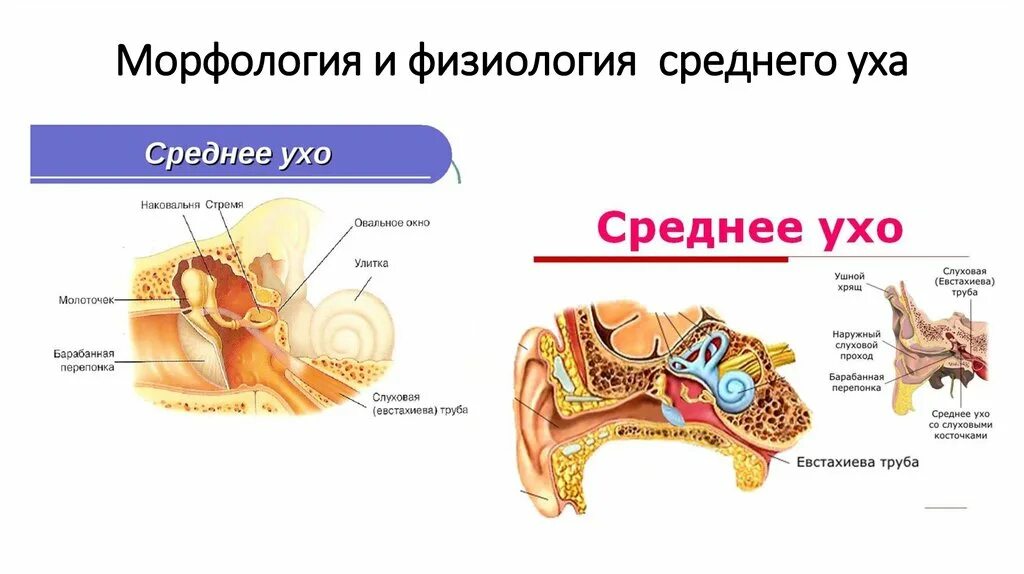 Имеется внутреннее ухо и среднее ухо. Строение среднего уха слухового анализатора. Анатомия и физиология уха слуховой анализатор. Строение слухового анализатора среднее ухо. Строение слухового анализатора анатомия.