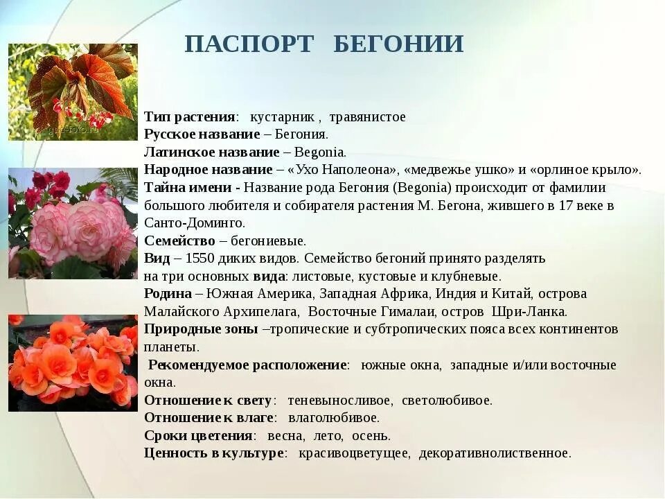 Особенности строения бегонии