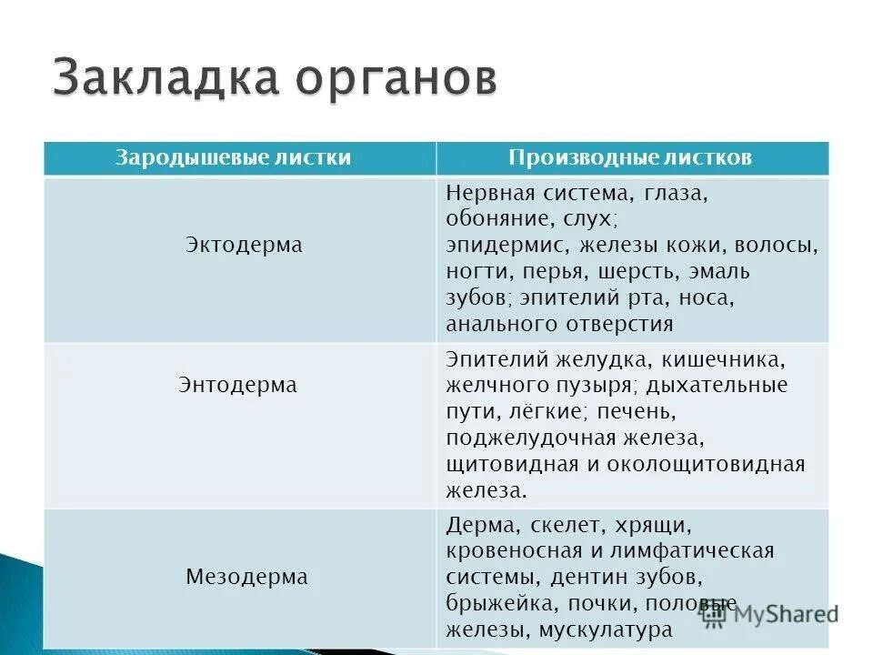 Какой зародышевый листок формируется на стадии. Производные зародышевых листков эктодерма энтодерма и мезодерма. Эмаль зубов зародышевый листок. Какие органы образуются из эктодермы энтодермы и мезодермы. Закладка органов.