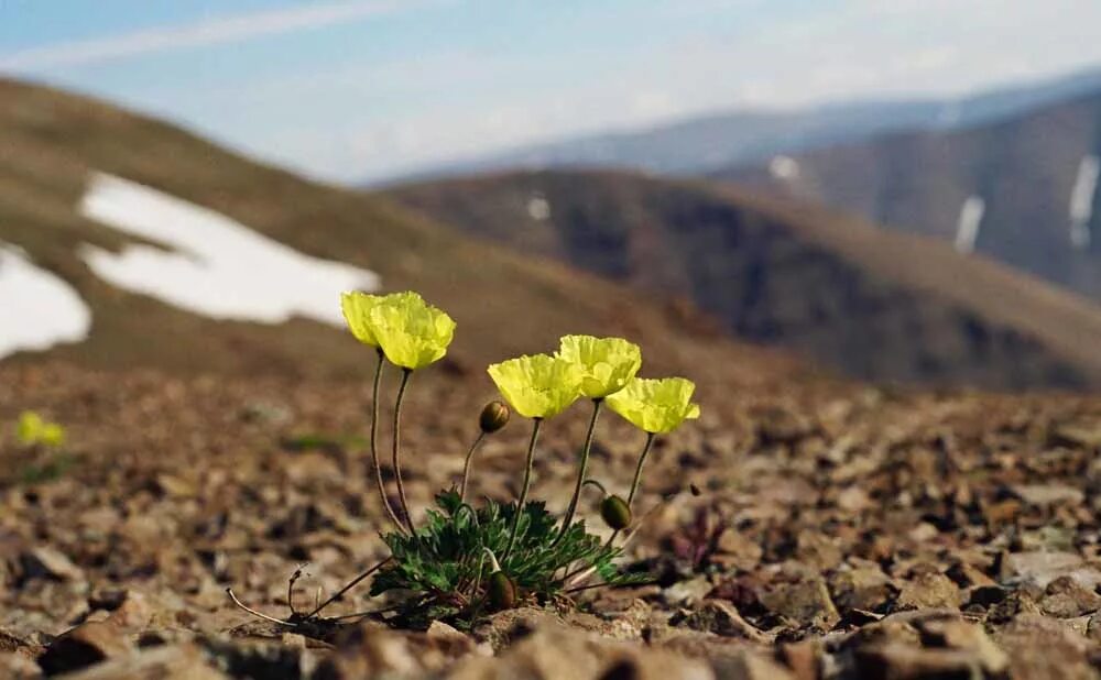 Полярный мак лапландский. Остров врангеля полярный мак. Арктическая пустыня полярный мак. Арктическая пустыня полярный мак. Тундровый мак.