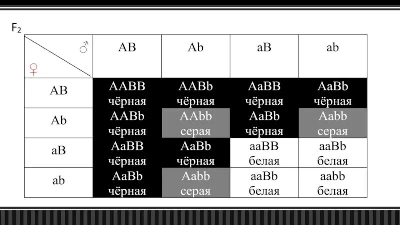 Aabb aabb соотношение генотипов. Гены AABB. Аабб аабб. AABB×AABBAABB×AABB для комплементарного действия генов. AABB AABB AABB AABB схемы рифмовки.