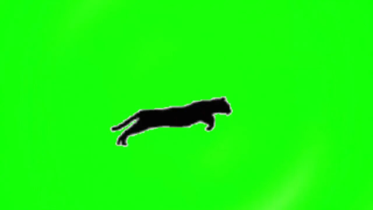 Кот хрустит хромакей. Футаж кошки. тигр на хромакее. танцующий кот хромакей. ягуар на хромакее.