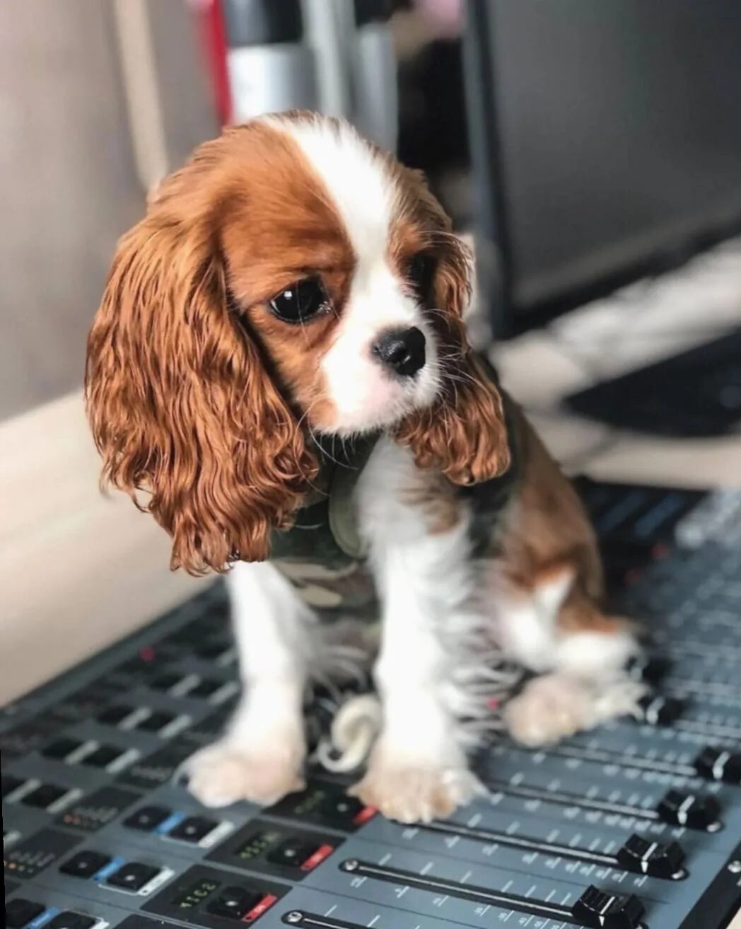 Бигль терьер карликовый. Бигль терьер карликовый. Порода бигль. Бигль карликовый. Мини ротвейлер порода.