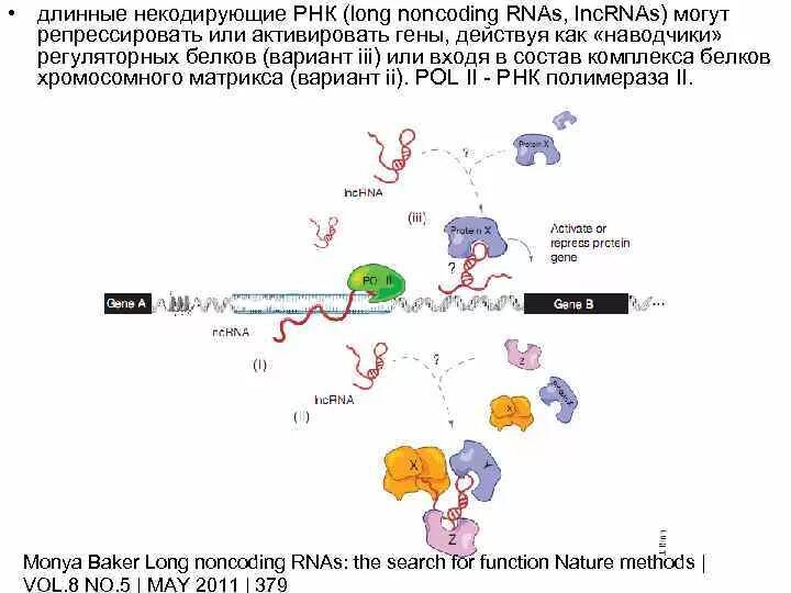 Структура некодирующих РНК. Длинные некодирующие РНК функции. Некодирующие РНК строение. Малая Регуляторная РНК.