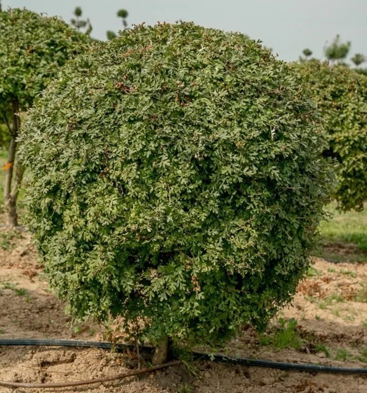 Боярышник однопестичный 'compacta'. Боярышник однопестичный (Crataegus monogyna). Боярышник однопестичный компакта compacta. Боярышник сливолистный (Crataegus prunifolia). Округла крона