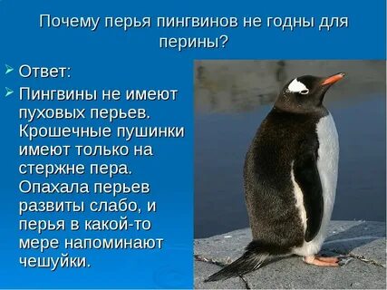 Особенности строения пингвинов
