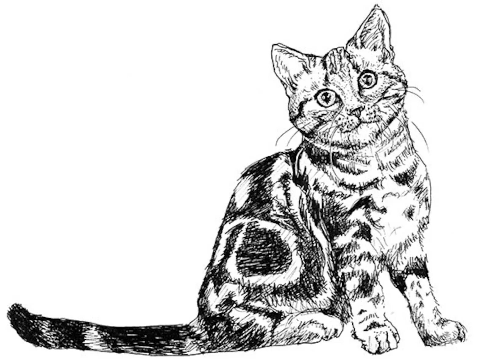 Коты распечатать черно белые. Шотландская кошка прямоухая черно белая. бенгал мраморный табби. кошки. раскраска. кошка рисунок.
