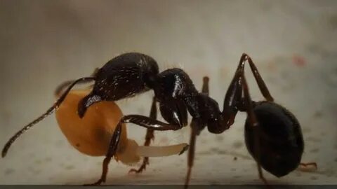 Ant 1 ant 2