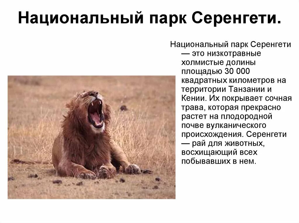 Национальный парк серенгети сообщение 3 класс. Национальный парк в танзании серенгети проект. Национальный парк серенгети танзания 4 класс. Национальный парк в танзании серенгети проект. Сообщение о парке серенгети.