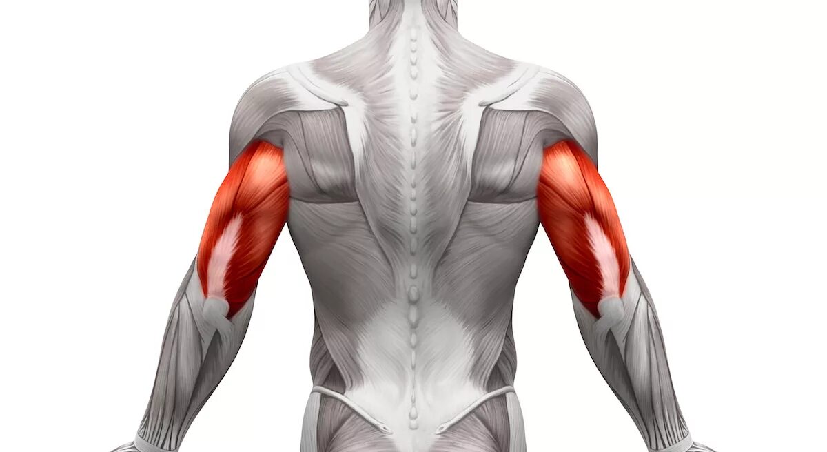Закрепление мышц. Latissimus dorsi. апоневроз широчайшей мышцы спины. latissimus dorsi мышца. широчайшая мышца спины (m. latissimus dorsi).