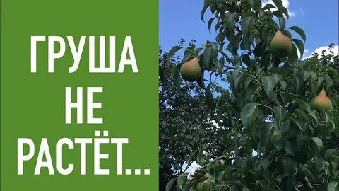 Груша и яблоня растет