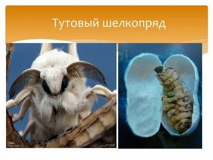Тип членистоногие вид тутовый шелкопряд