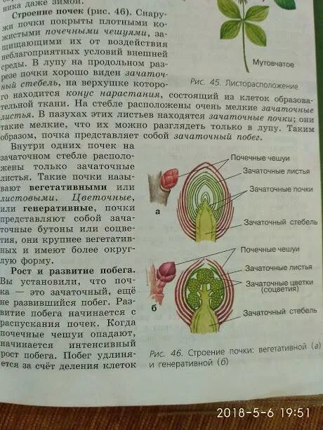 Зачаточные генеративные почки. Строение вегетативной почки. Зачаточные почки у растений. Вегетативная почка и генеративная почка. Строение генеративной почки.