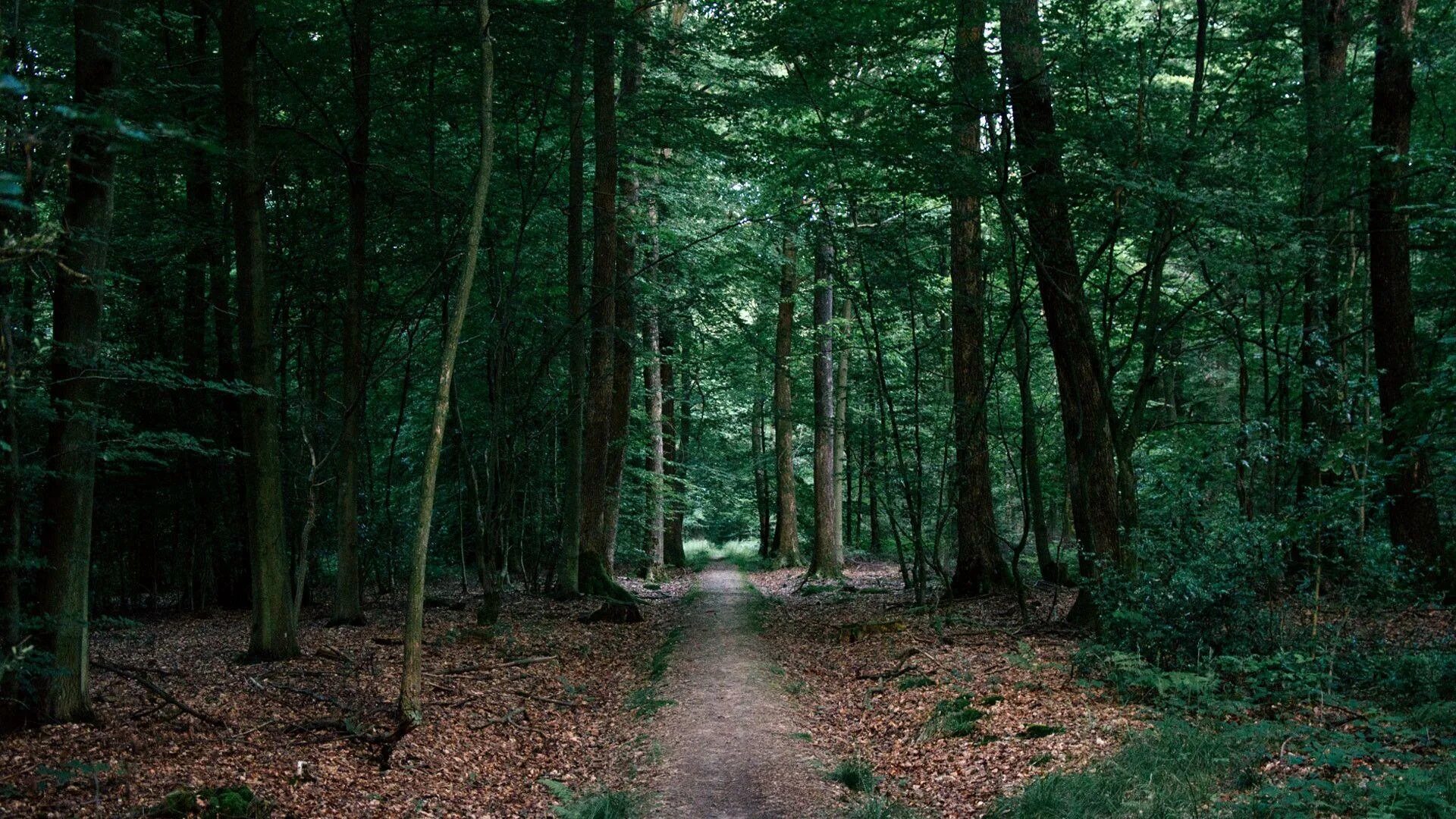 Forest only. Загущенный хвойный лес. Forest only. Лес фоки. Лес фон.