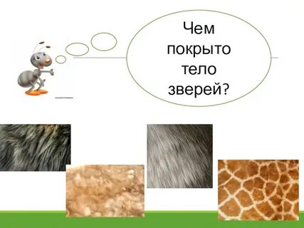 Чем покрыто туловище