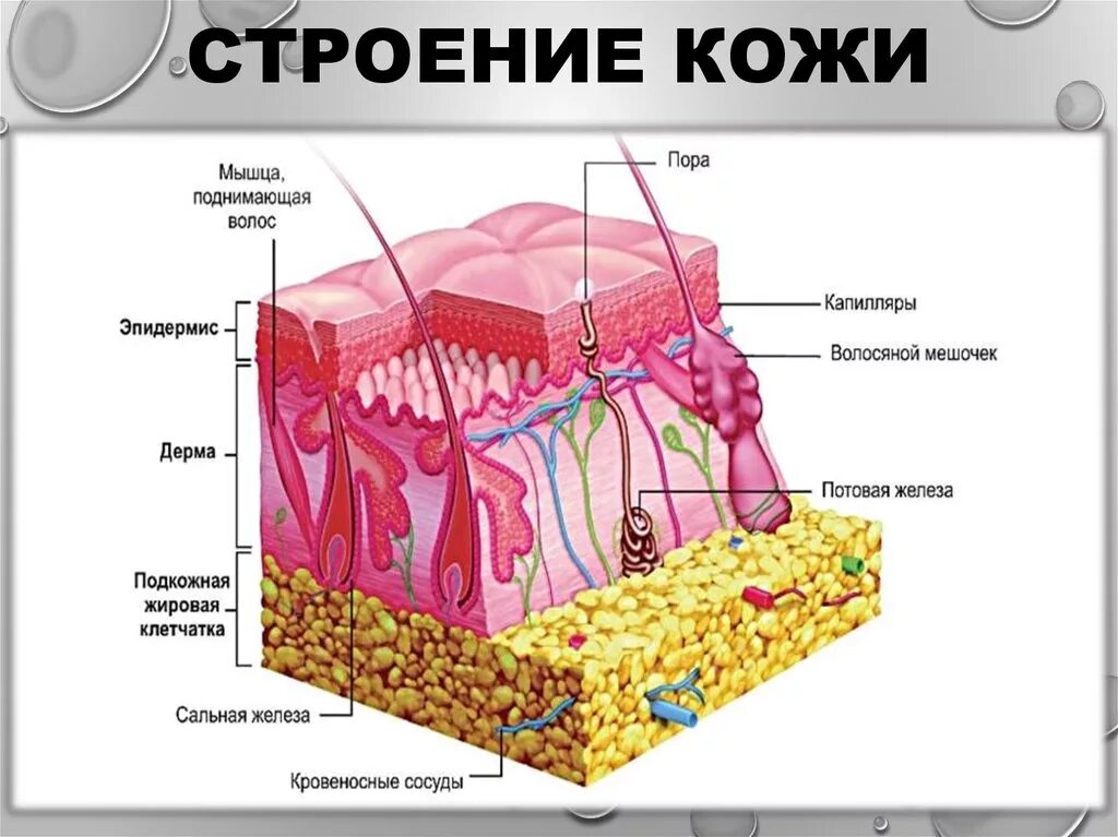 Кожа человека устройство