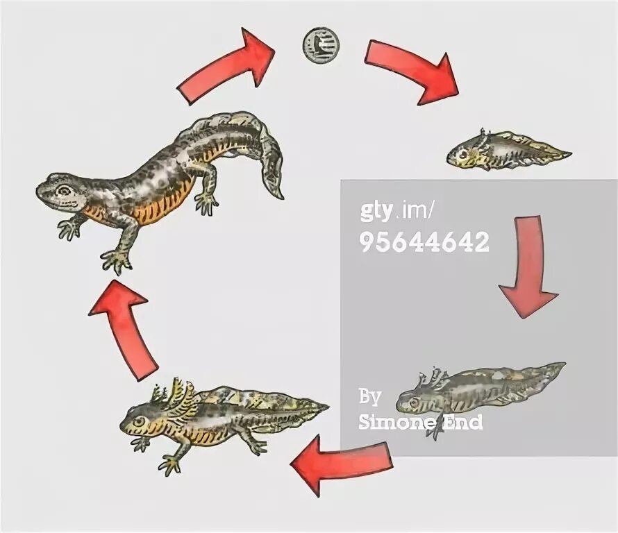 Цикл развития Саламандры. Цикл развития ящерицы. Цикл развития ящерицы для детей. Этапы развития ящерицы. Стадия развития ящерицы