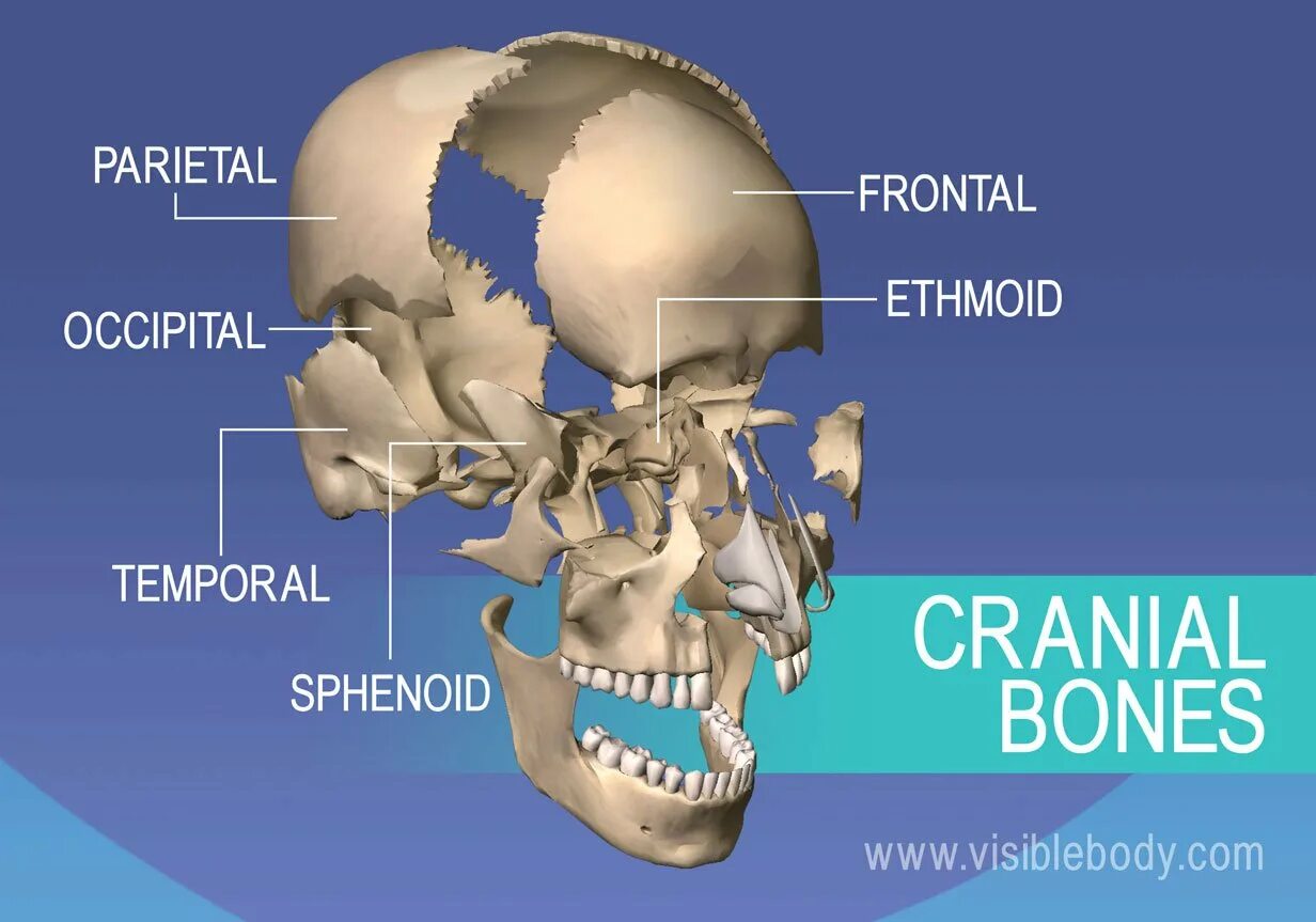 Кости лица. Cranial Bones. Neurocranium анатомия. Дыхательная система клиновидная кость. The bones form