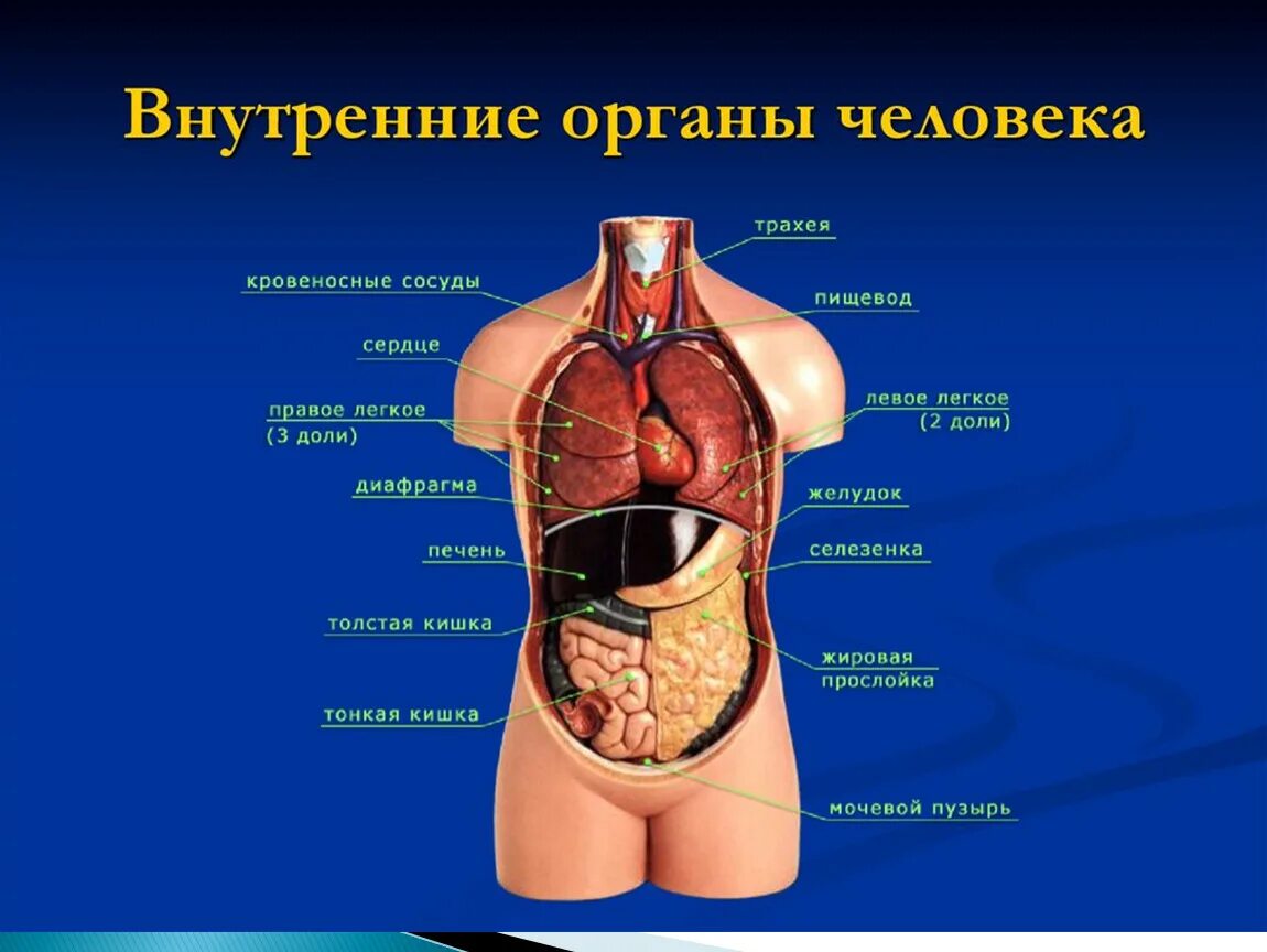 Человека где в каком городе находится. Анатомия человека внутренние органы расположение. анатомия внутренних органов человека брюшной полости в картинках. строение туловища человека органы. расположение внутренних органов человека в брюшной полости женщины.