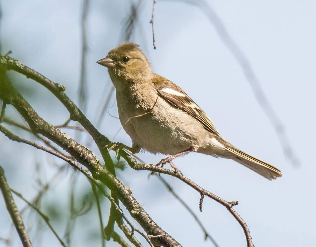 Download free photo of Sparrow, bird, madeira, sitting, sperling - from needpix.