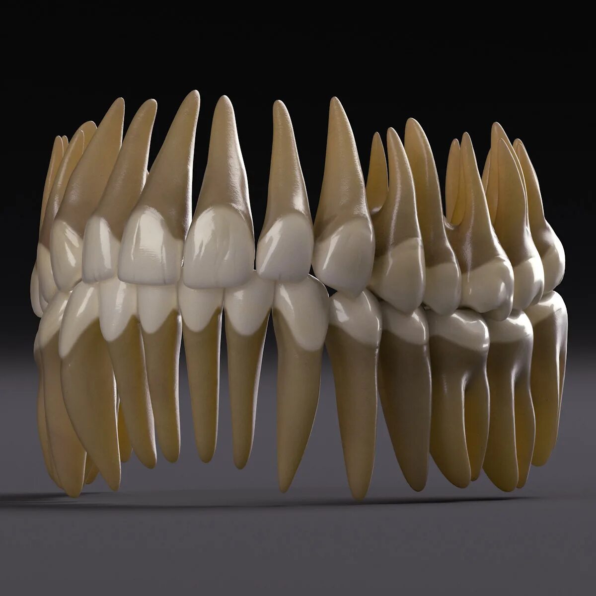 Моделировка клыка верхней челюсти. Моделировка зуба клыка. Муляж зубов. Модель зуба. Клык фото зуба