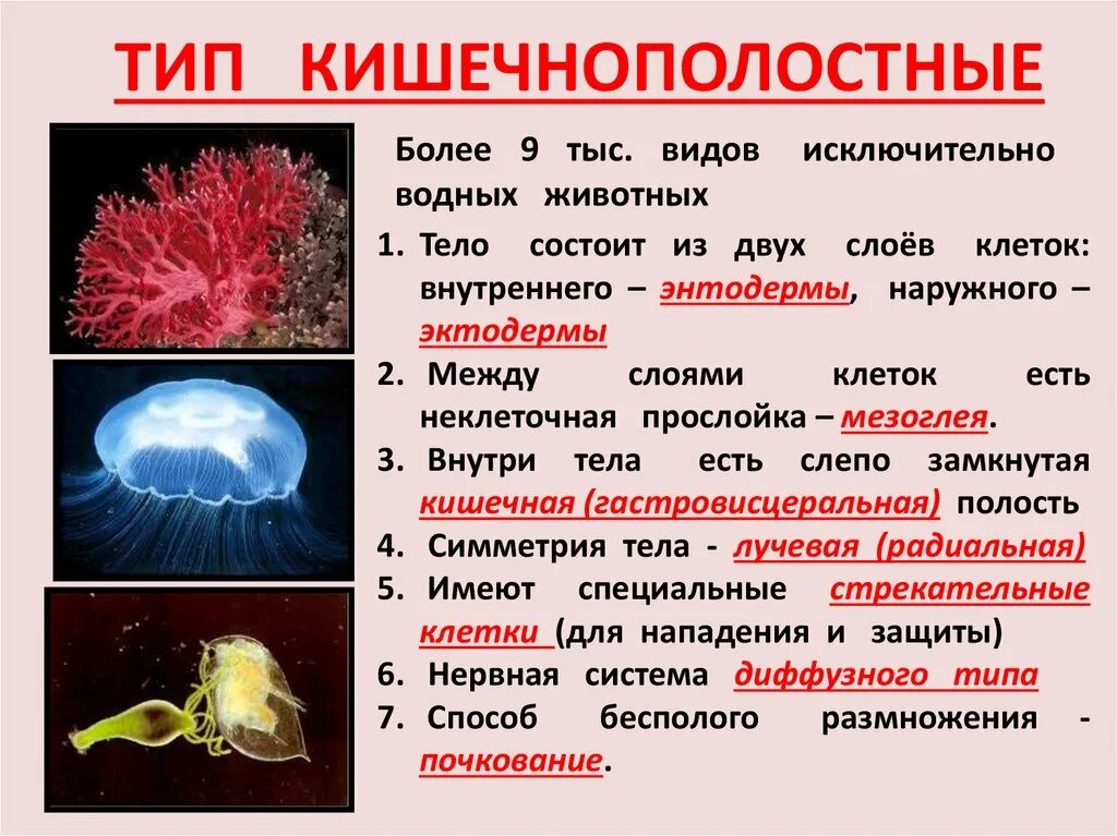 3 признака кишечнополостных. Тип Кишечнополостные. Виды кишечнополостных. Тип Кишечнополостные общая характеристика. Кишечнополостные характеристика.