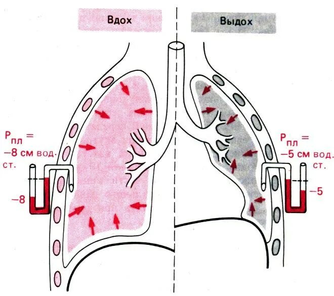 Выдох давление в легких. Механизм легочного дыхания схема. Легочная вентиляция механизмы вдоха и выдоха. Вентиляция легких механизм вдоха и выдоха. Механизм легочной вентиляции.