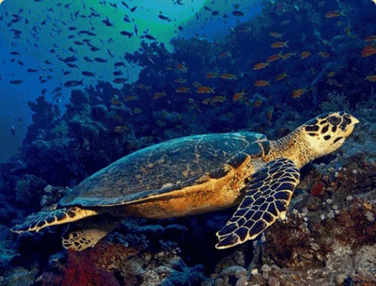 Никтон. Черепаха бисса (Каретта). Морская черепаха бисса настоящая Каретта. Морская черепаха Хоксбилл. Черепаха Каретта (логгерхед).