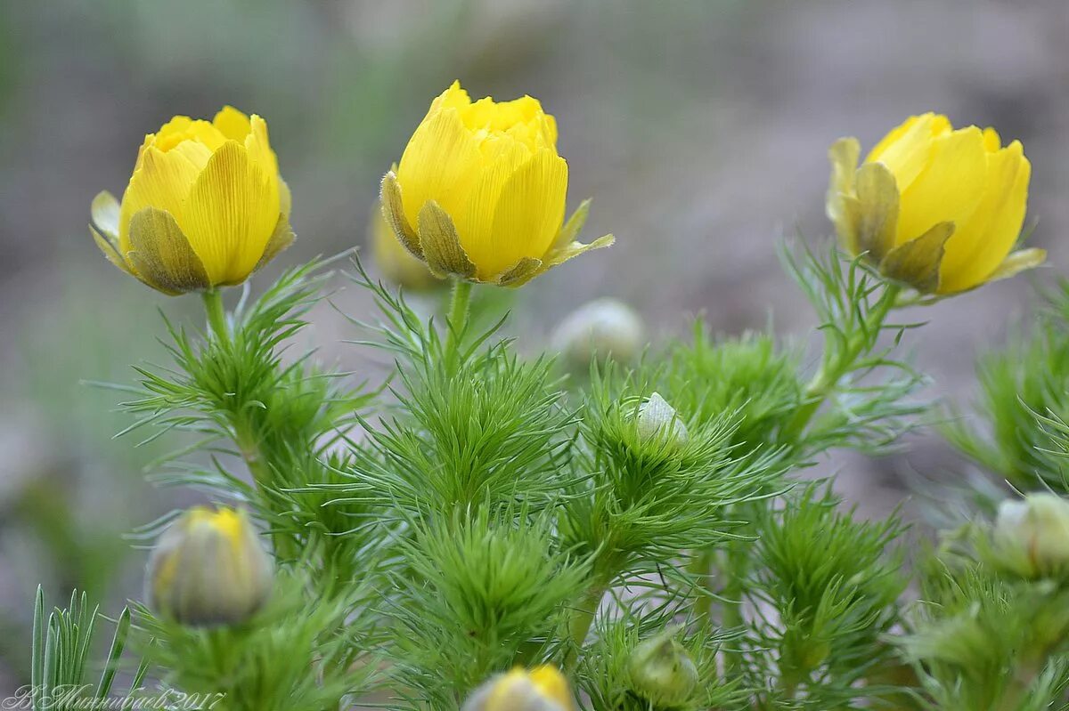 Адонис трава. Адонис весенний (горицвет весенний). Адонис весенний (adonis vernalis). Адонис стародубка. Адонис весенний (горицвет весенний).