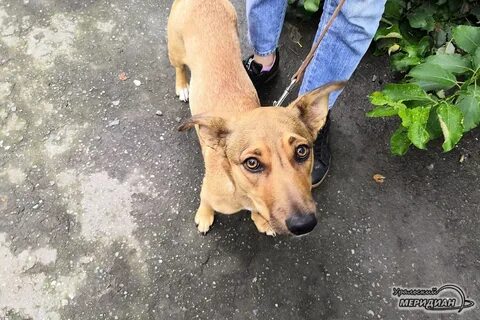 Скинул собаку