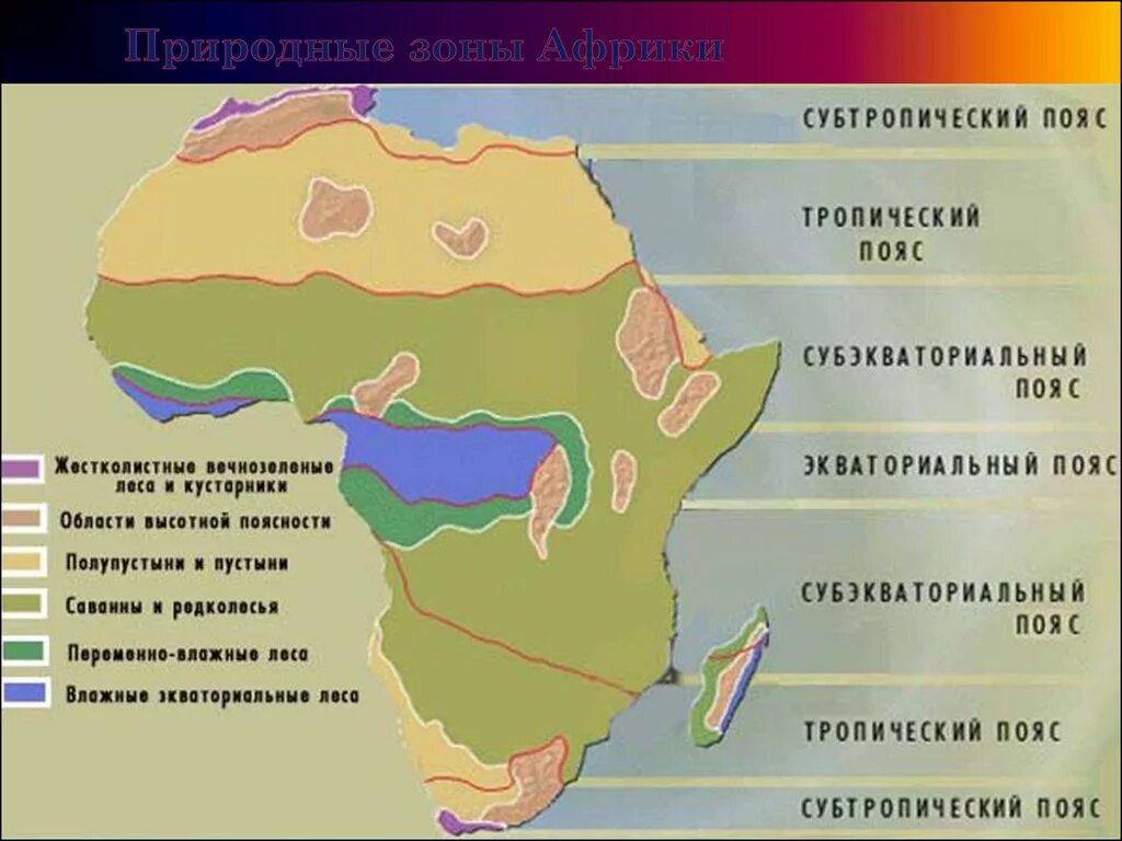 Влажные экваториальные леса на каких материках