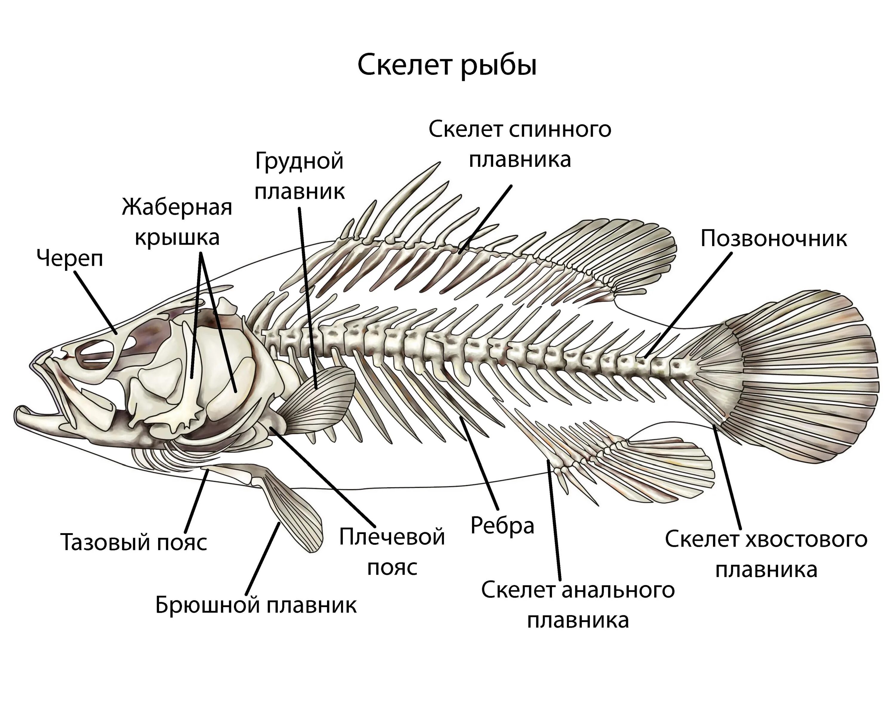 Особенности строения щуки. Скелет рыбы биология 7 класс. Скелет рыбы биология 8 класс. Скелет Надкласс рыбы. Скелет рыбы схема.