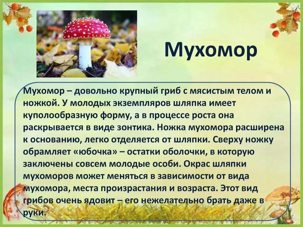 Сообщение о грибе 2 класс