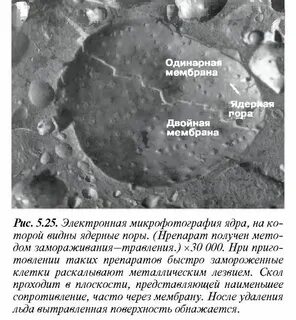 Разрушение ядерной оболочки