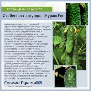 Огурец кураж описание сорта отзывы