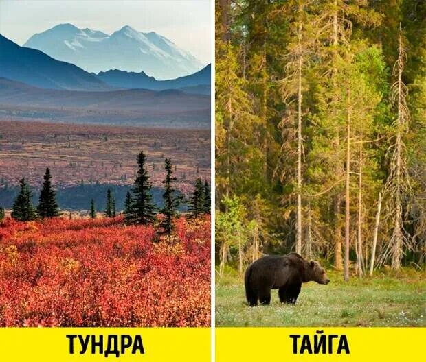 Тайга и лесотундра. Тундра и лесотундра. Тайга и тундра. Тундра больше тайги. Южная кустарниковая тундра.